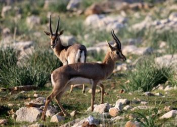 Study: Human activity threatens species survival