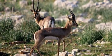 Study: Human activity threatens species survival