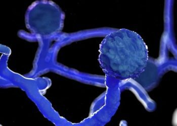 Factbox: What is black fungus?