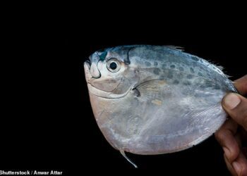 Fish survived in almost boiling seas, 56 million-year-old fossils found in Egypt