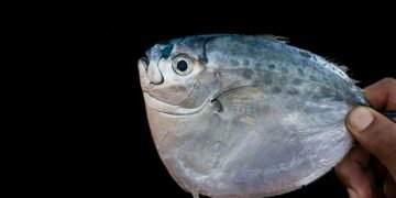 Fish survived in almost boiling seas, 56 million-year-old fossils found in Egypt