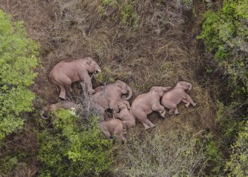 Organs transplantation, elephant illegal immigration and more in our News Digest