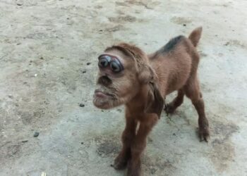 New automated silos system, monkey-face goat and more in our News Digest