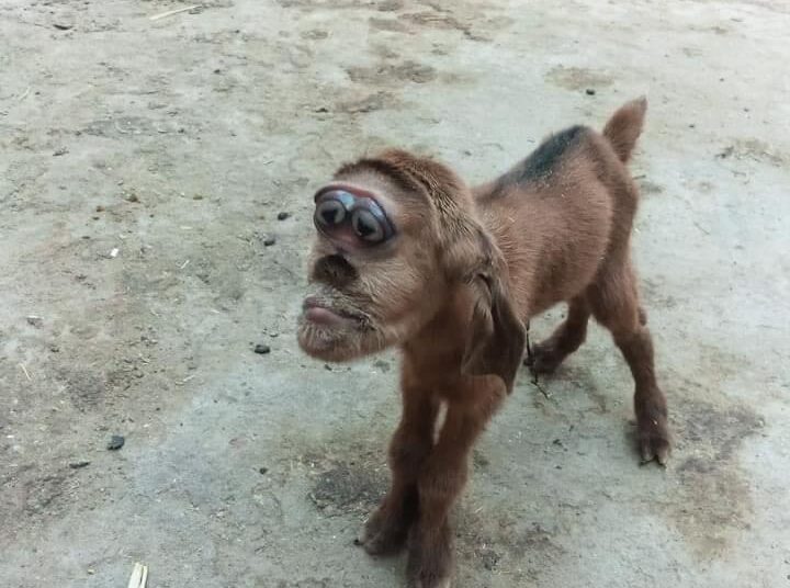 New automated silos system, monkey-face goat and more in our News Digest 2 - Egyptian Gazette New automated silos system, monkey-face goat and more in our News Digest 1 - Egyptian Gazette