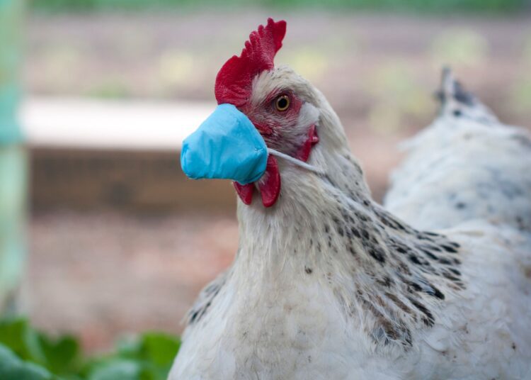 New Sukuk bill, joint military co-operation with Cyprus, bird flu and more in our News Digest 1 - Egyptian Gazette