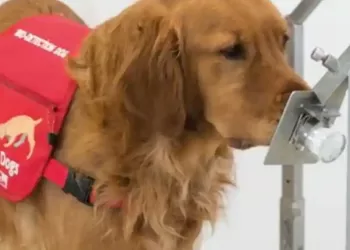 New study suggests dogs can be used to detect COVID-19