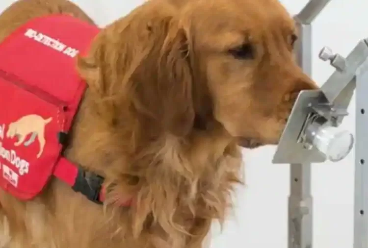 Can dogs sniff out coronavirus?