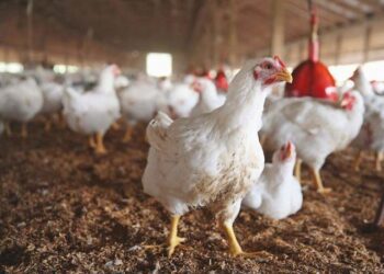 Ghana culls thousands of chickens amid avian flu outbreak