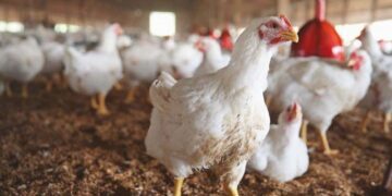 Ghana culls thousands of chickens amid avian flu outbreak