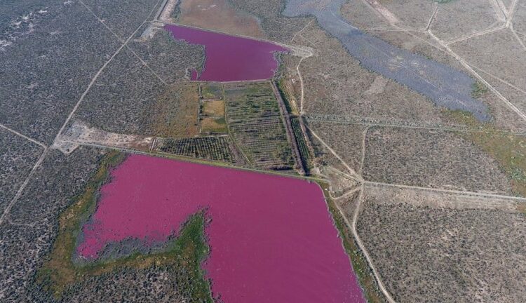 Environmentalists: Argentina lakes turn pink 1 - Egyptian Gazette