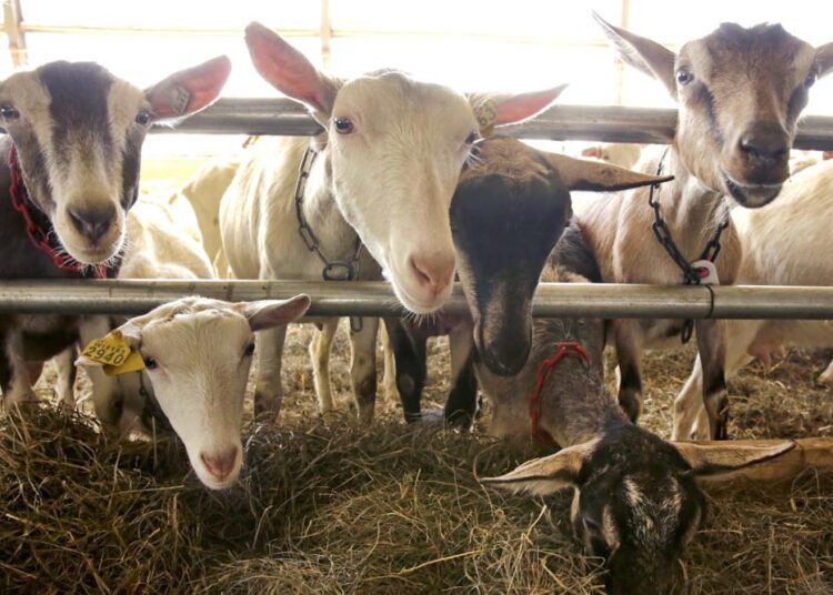 Family farm swaps cows for goats amid changed dairy industry 1 - Egyptian Gazette Dairy goats stand in a barn at Joneslan Farm, on May 13, 2021, in Hyde Park, Vt. The farm sold its dairy cows and switched to goats, delivering its first goat milk in February to Vermont Creamery owned by Land O' Lakes for cheese making.