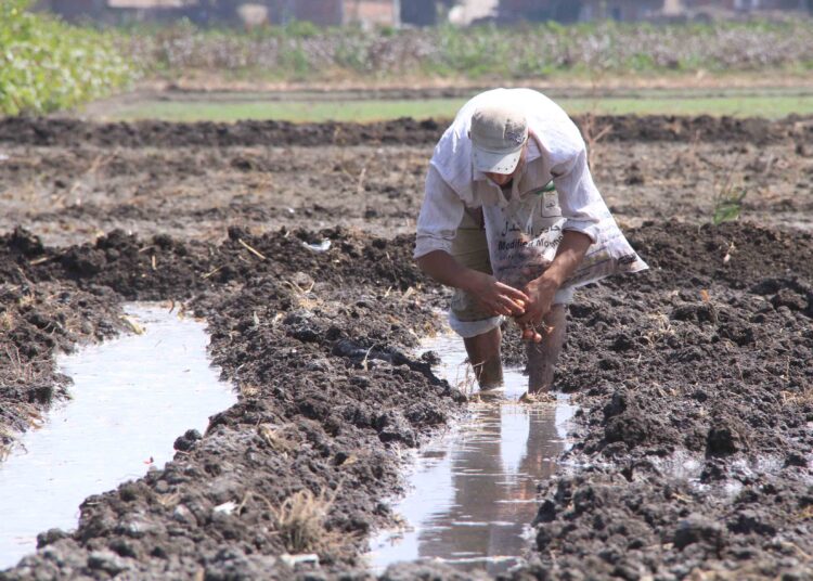 Farmers fear for future after GERD 1 - Egyptian Gazette farmers fear about the future of their land as the crisis over Ethiopia's Nile dam intensifies amid expectations that the dam will deprive Egypt of sizeable amounts of water.