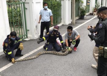 Don’t look up! Bangkok’s slitherers keep snake catchers busy
