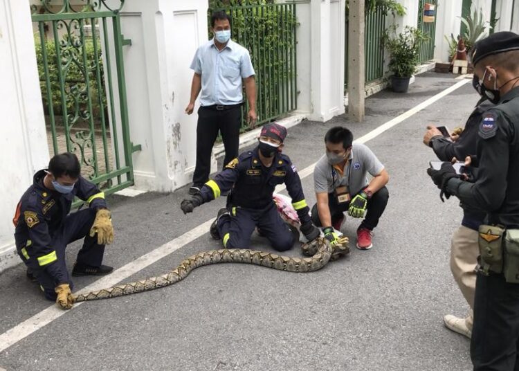 Firefighters display a reticulated python captured in Benjasiri Park in Bangkok, Thailand on Thursday.
