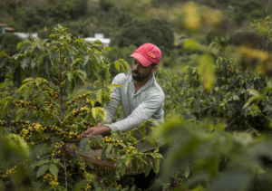 Coffee froths to new highs as Brazil frost hits crops 4 - Egyptian Gazette