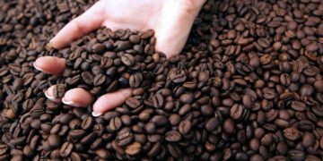 Coffee froths to new highs as Brazil frost hits crops