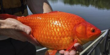 Unwanted pets: Giant goldfish turn up in Minnesota waterways