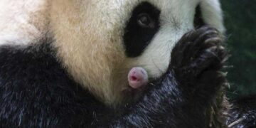 Giant panda in French zoo gives birth to ‘lively’ twin girls