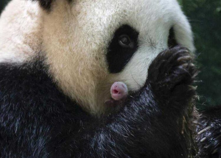 Giant panda in French zoo gives birth to ‘lively’ twin girls 1 - Egyptian Gazette