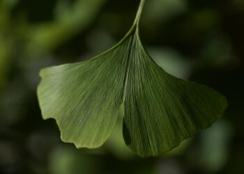 Fossil leaves may reveal climate in last era of dinosaurs