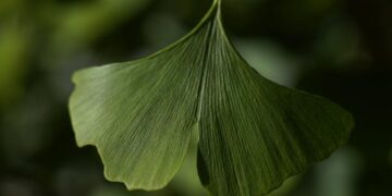 Fossil leaves may reveal climate in last era of dinosaurs