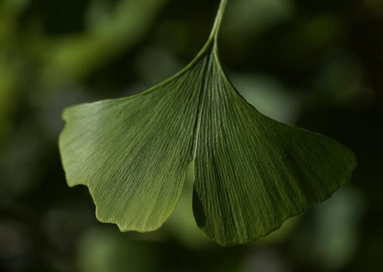 Fossil leaves may reveal climate in last era of dinosaurs 1 - Egyptian Gazette