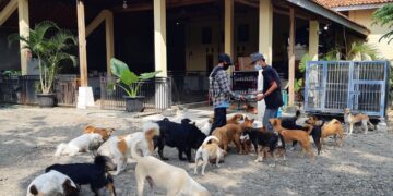 Indonesia animal-lovers help pets left behind by coronavirus