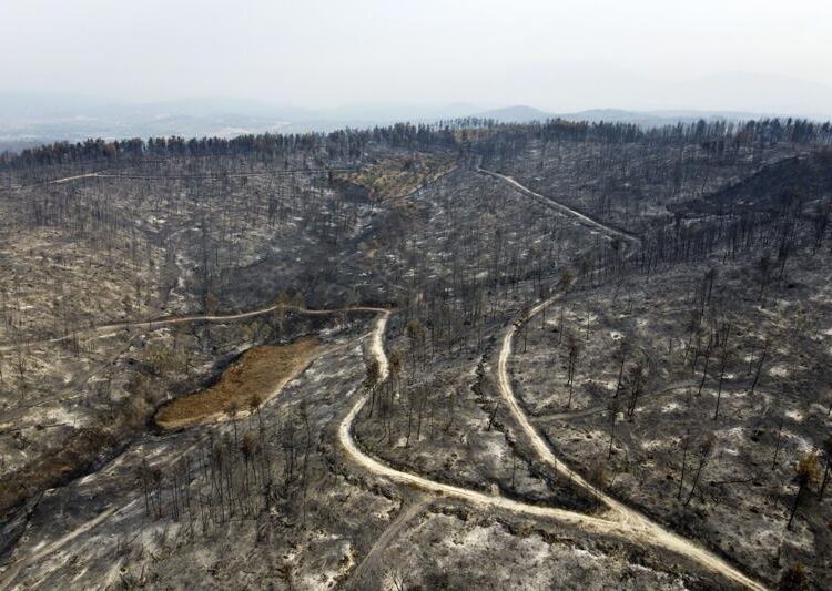 A burnt forest in Agia Anna village on Evia island, about 181 kilometers (113 miles) north of Athens, Greece, Wednesday, Aug. 11, 2021. Hundreds of firefighters from across Europe and the Middle East worked alongside Greek colleagues in rugged terrain Wednesday to contain flareups of the huge wildfires that ravaged Greece's forests for a week, destroying homes and forcing evacuations.