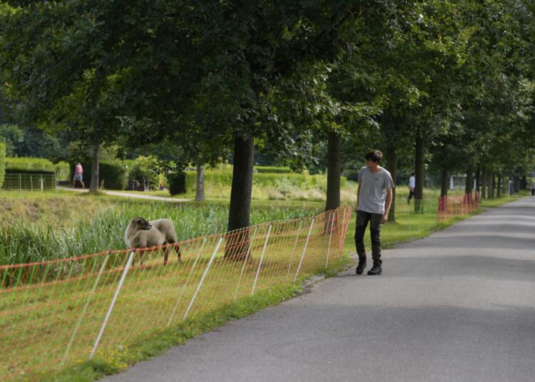 Belgian sheep herder Lukas Janssens checks on one of his flock at Schoonselhof cemetery in Hoboken, Belgium, on Aug. 13, 2021. Limiting emissions of carbon dioxide, a key contributor to climate change, and promoting biodiversity are two key goals of Janssens small company The Antwerp City Shepherd.