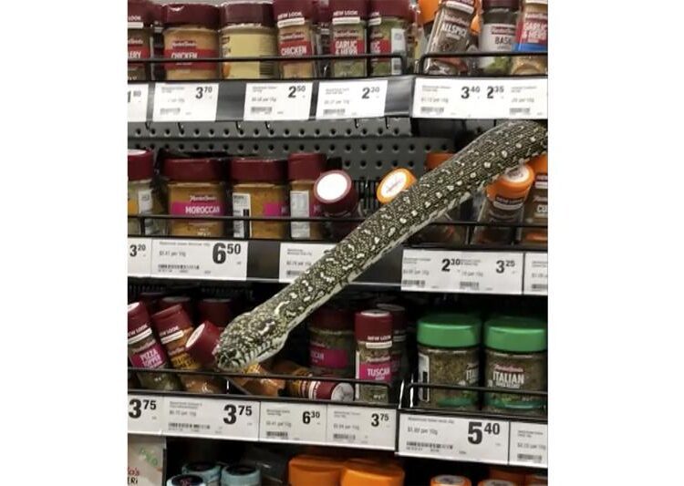 a snake protrudes from grocery store spices shelf, on Monday in Sydney, Australia.