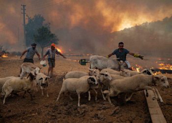 Deadly wildfire races towards Turkish power plant