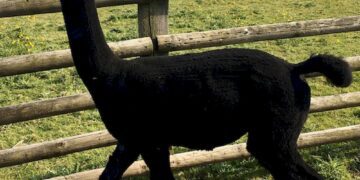 Thousands of Brits sign up to save condemned alpaca Geronimo