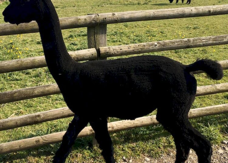 The British government insisted Geronimo the alpaca must be euthanised after testing positive for bovine tuberculosis (bTB).