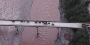China’s wandering elephants may finally be heading home