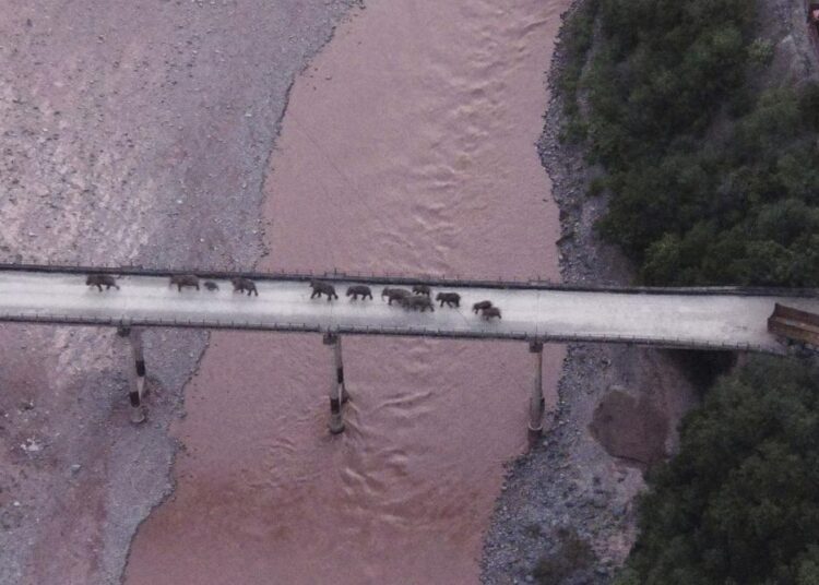In this photo released by the Yunnan Provincial Command Center for the Safety and Monitoring of North Migrating Asian Elephants, a herd of wandering elephants cross a river using a highway near Yuxi city, Yuanjiang county in southwestern China's Yunnan Province Sunday, Aug. 8, 2021. The 14 elephants of various sizes and ages were guided across the Yuanjiang river in Yunnan province on Sunday night and a path is being opened for them to return to the nature reserve in the Xishuangbanna Dai Autonomous Prefecture.