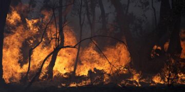 As winds calm, firefighters find hope battling French blaze