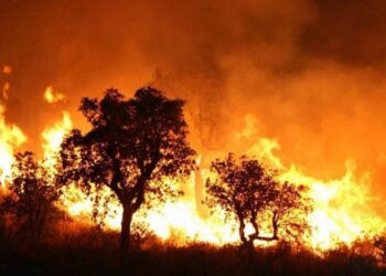 Four killed, three injured in Algerian forest fires