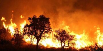 Four killed, three injured in Algerian forest fires 1 - Egyptian Gazette Four killed, three injured in Algerian forest fires