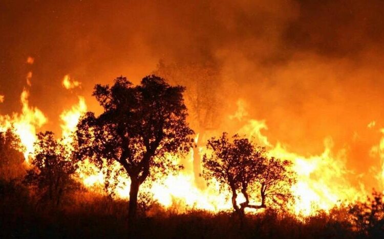 Four killed, three injured in Algerian forest fires 1 - Egyptian Gazette A file photo shows a fire in a forest in Algeria, September 1, 2017.
