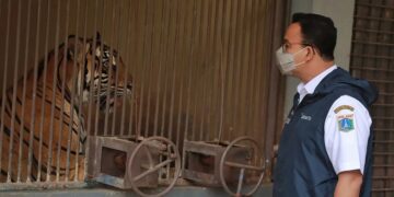 Sumatran tigers at Jakarta zoo recovering from coronavirus