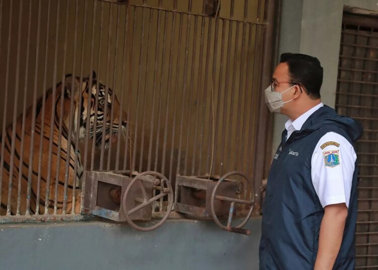 Jakarta Governor Anies Baswedan meets Tino, one of the two Sumatran tigers that recovered from COVID-19, at Ragunan Zoo in Jakarta, July 31, 2021 in this still image taken from social media video recorded July 31, 2021.