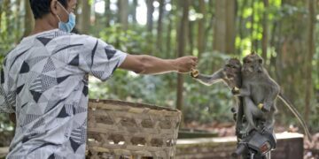 With no tourist handouts, hungry Bali monkeys raid homes