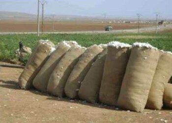Cotton produce auctioned in Kafr el-Sheikh for first time