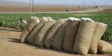 Cotton produce auctioned in Kafr el-Sheikh for first time