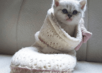 App that recognises emotional state of cats goes viral on Chinese social media