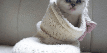 App that recognises emotional state of cats goes viral on Chinese social media