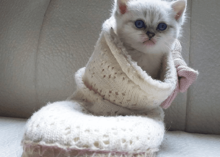 App that recognises emotional state of cats goes viral on Chinese social media 1 - Egyptian Gazette A Chinese programmer has developed an application that allows owners to determine the emotional state of pet cats.