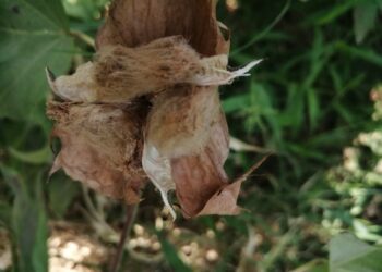 Coloured cotton eco-friendly, boost for exports