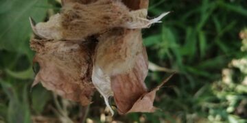 Coloured cotton eco-friendly, boost for exports