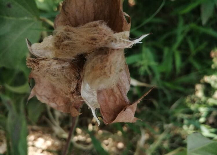 Naturally-coloured cotton will be a boon to the movement towards sustainable alternatives